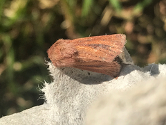 Denticucullus pygmina