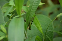 Neorthacris