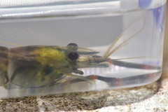 Macrobrachium asperulum