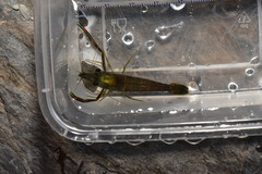 Macrobrachium asperulum