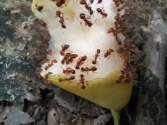 Myrmica