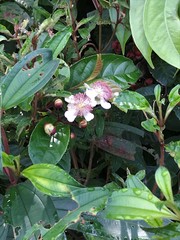 Tetracera indica