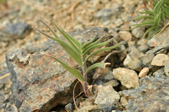 Trisetum distichophyllum