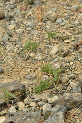 Trisetum distichophyllum