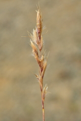 Trisetum distichophyllum