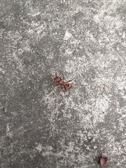 Polyergus rufescens