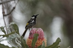 Banksia menziesii
