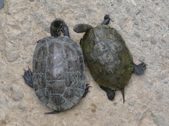 Mauremys rivulata