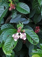 Tetracera indica