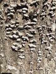 Stereum subtomentosum