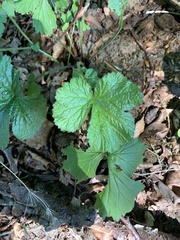 Geum macrophyllum