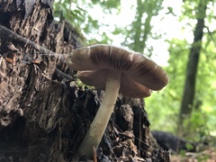 Pluteus cervinus