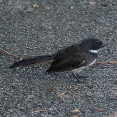 Rhipidura javanica