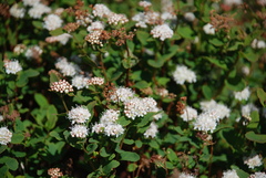 Spiraea stevenii