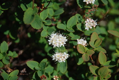 Spiraea stevenii