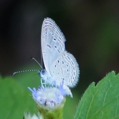 Zizula hylax pygmaea