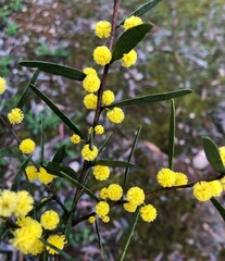 Acacia verniciflua