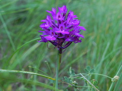 Anacamptis pyramidalis