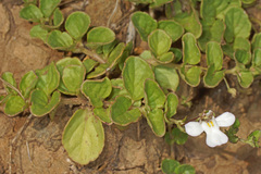 Diclis rotundifolia