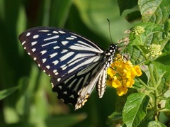 Papilio clytia clytia