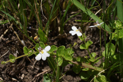 Diclis rotundifolia