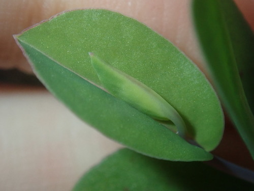 Image of Rhodanthe manglesii by (c) Thomas Mesaglio, some rights reserved (CC BY)