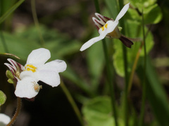 Diclis rotundifolia