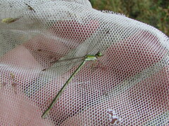 Lestes virens vestalis