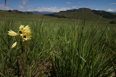 Eulophia welwitschii