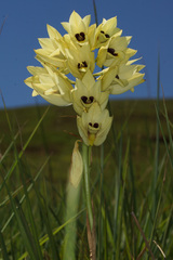 Eulophia welwitschii