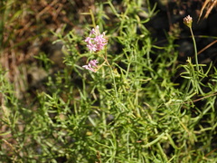 Centranthus angustifolius