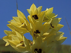 Eulophia welwitschii