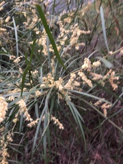 Acacia mucronata longifolia