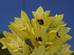 Eulophia welwitschii