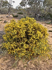Acacia acanthoclada