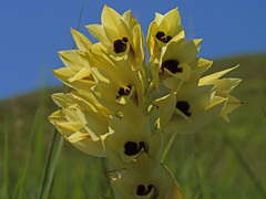 Eulophia welwitschii