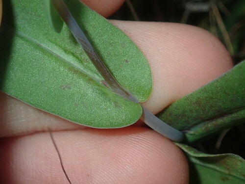 Image of Rhodanthe manglesii by (c) Thomas Mesaglio, some rights reserved (CC BY)