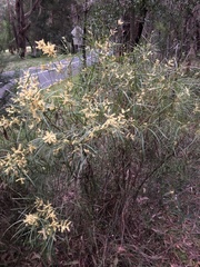 Acacia mucronata longifolia