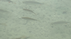 Scardinius erythrophthalmus