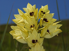 Eulophia welwitschii