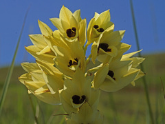 Eulophia welwitschii