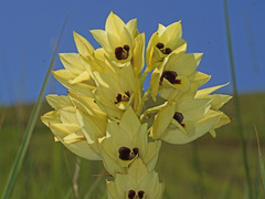 Eulophia welwitschii