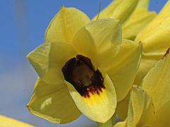 Eulophia welwitschii