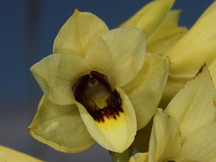 Eulophia welwitschii