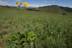 Berkheya setifera