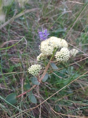 Hylotelephium maximum ruprechtii