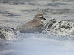 Charadrius mongolus