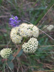 Hylotelephium maximum ruprechtii