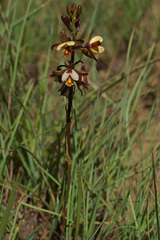 Eulophia tenella