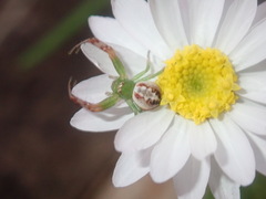 Australomisidia rosea